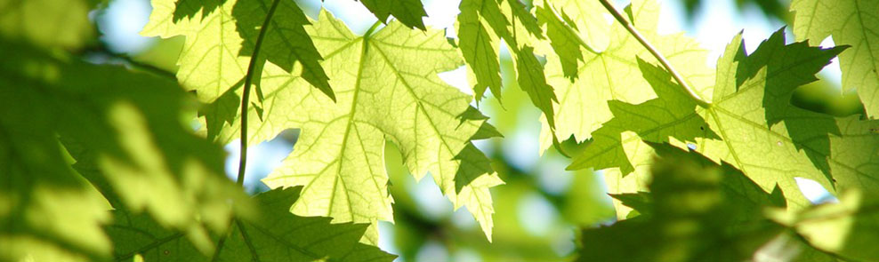 Sidewalk Tree Planting Beautifies Argiro Student Center South Side