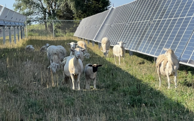 Emily Mauntel Raises Sheep Under MIU Solar Array